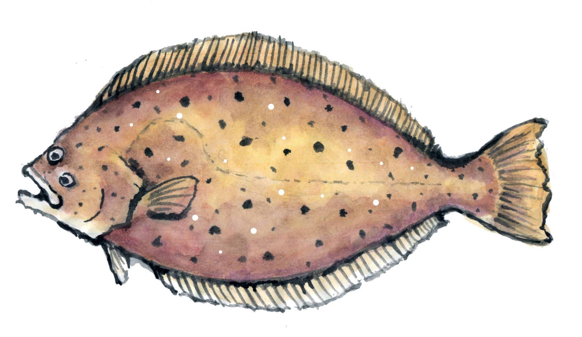 カレイ